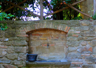 rosmarino dettaglio